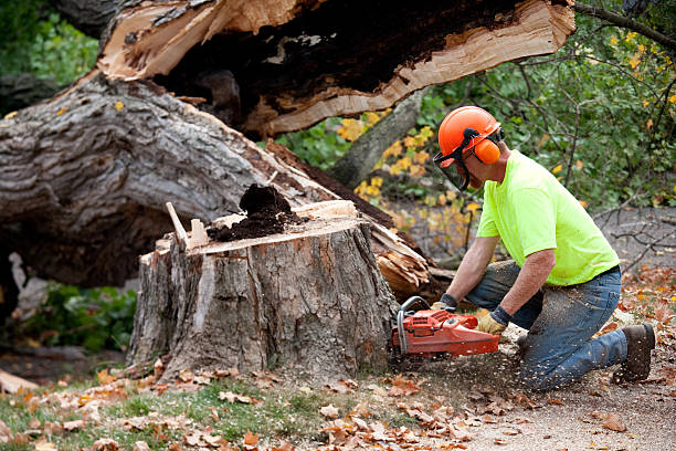 Best Fruit Tree Pruning  in Plainview, TX